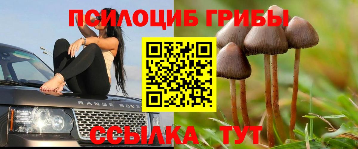 Королёв  где купить   Галлюциногенные грибы Cubensis  Вход с VPN  Галлюциногенные грибы Psilocybine cubensis 